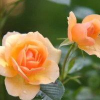 Kira - Liebe & Partnerschaft - Hellsehen & Wahrsagen - Tarot & Kartenlegen - Engelkontakte - Beruf & Finanzen