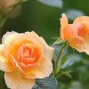 Kira - Medium & Channeling - Hellsehen & Wahrsagen - Engelkontakte - Tarot & Kartenlegen - Beruf & Finanzen